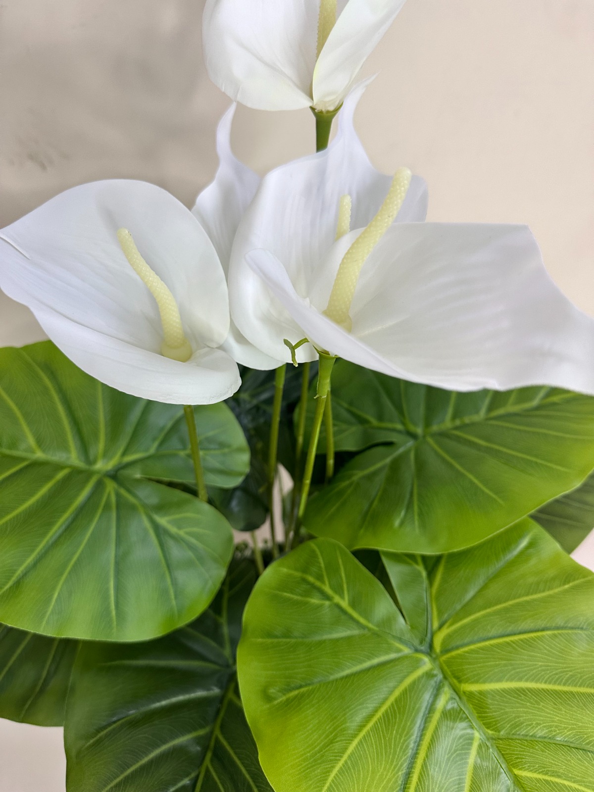 Planta de Cala BLANCO + Maceta de trupan | 90cm